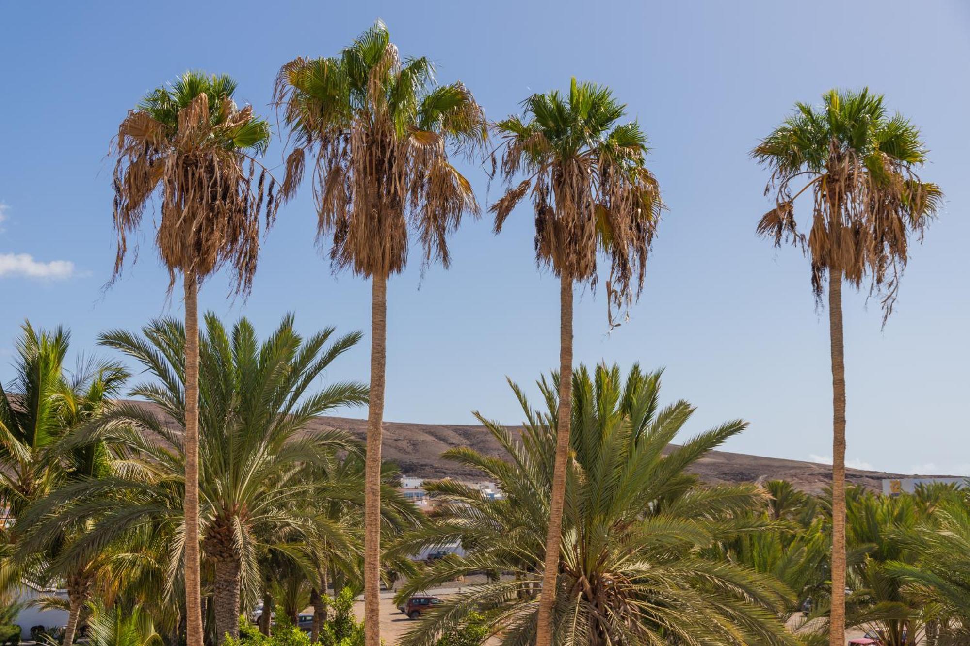 Palm Beach Fuerteventura Tarajalejo Extérieur photo